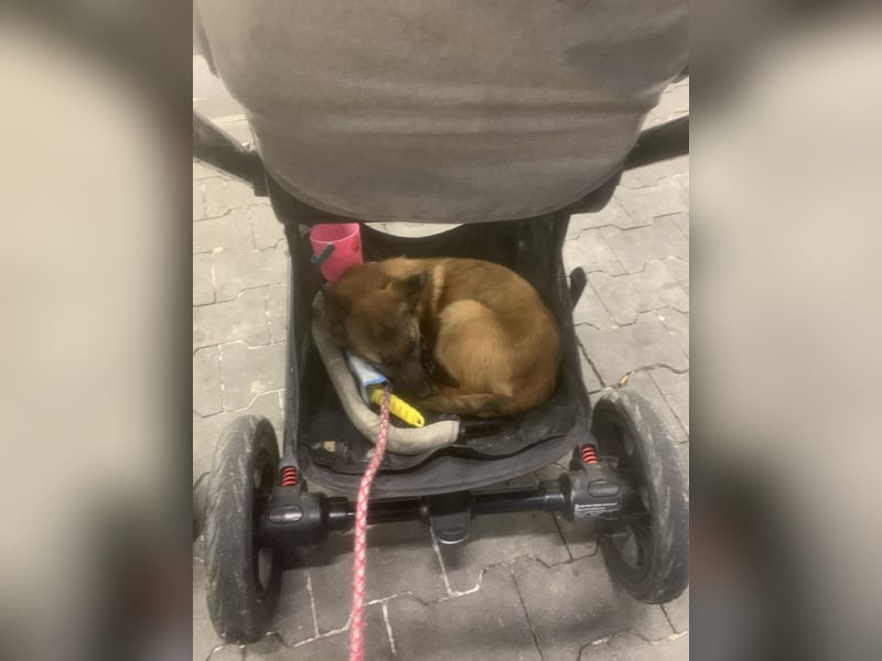 Malinois Welpe