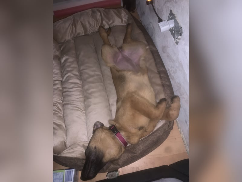 Malinois Welpe