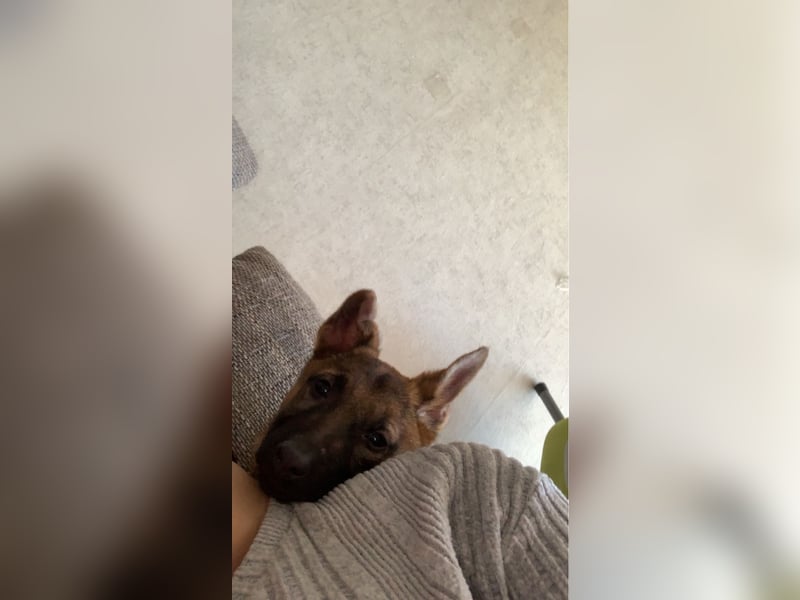 Malinois Welpe