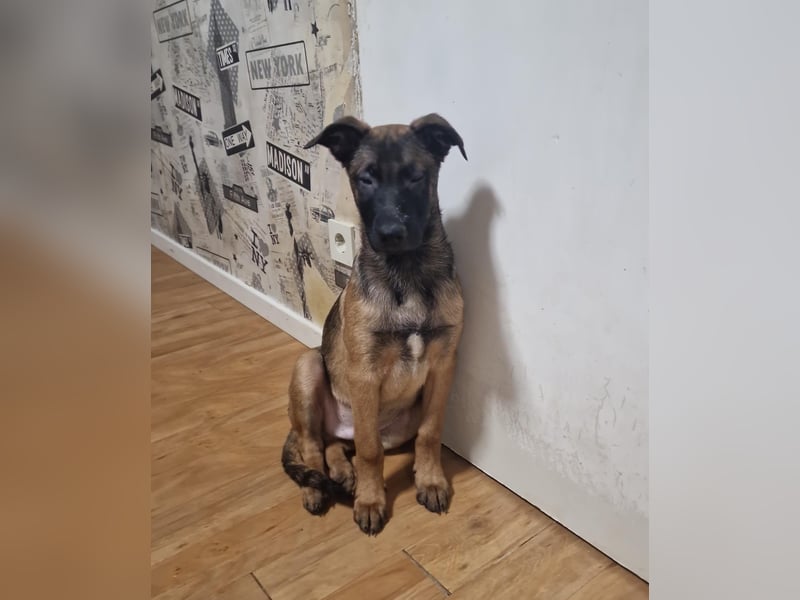 Malinois