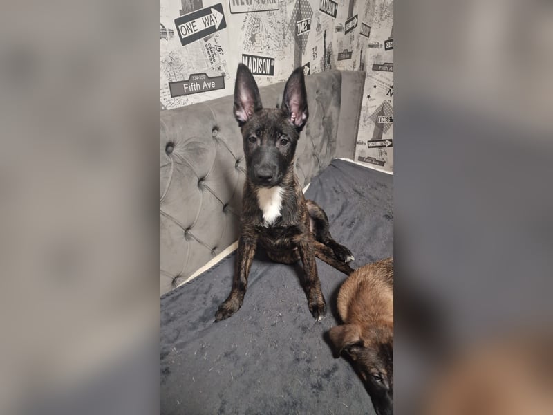 Malinois