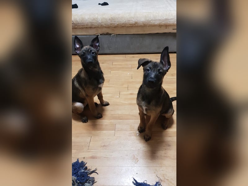 Malinois