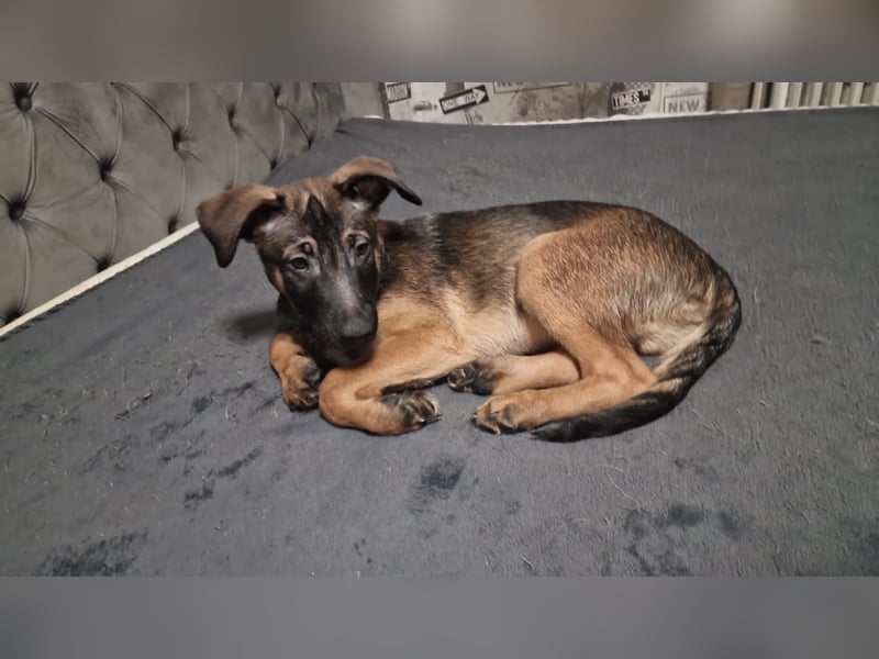 Malinois