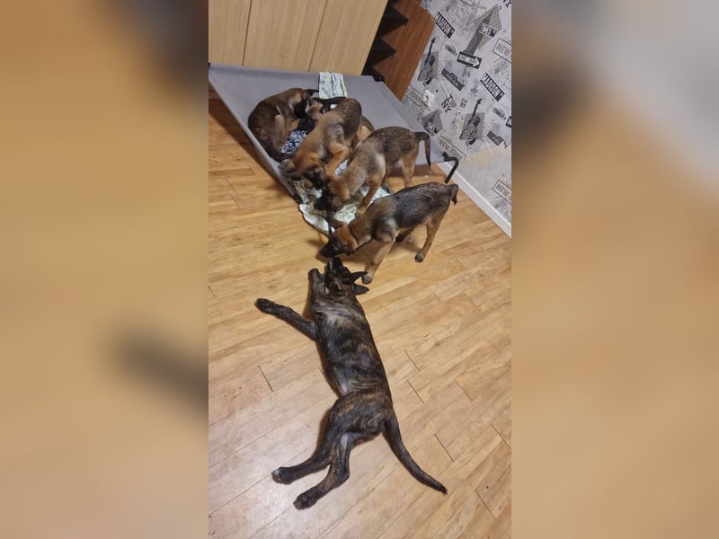 Malinois