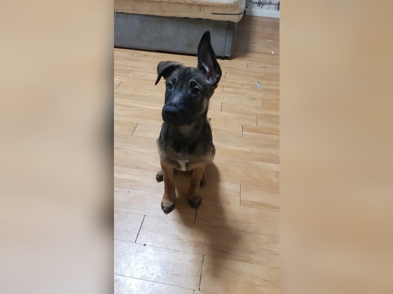 Malinois