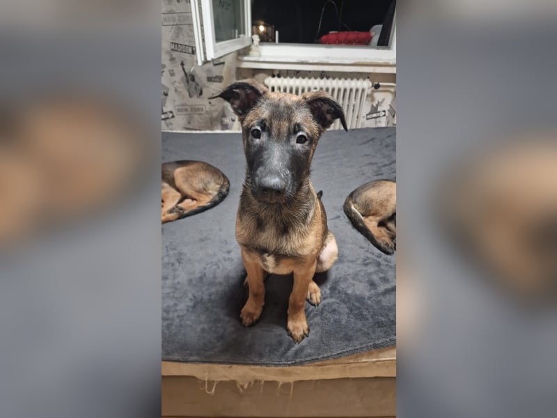 Malinois
