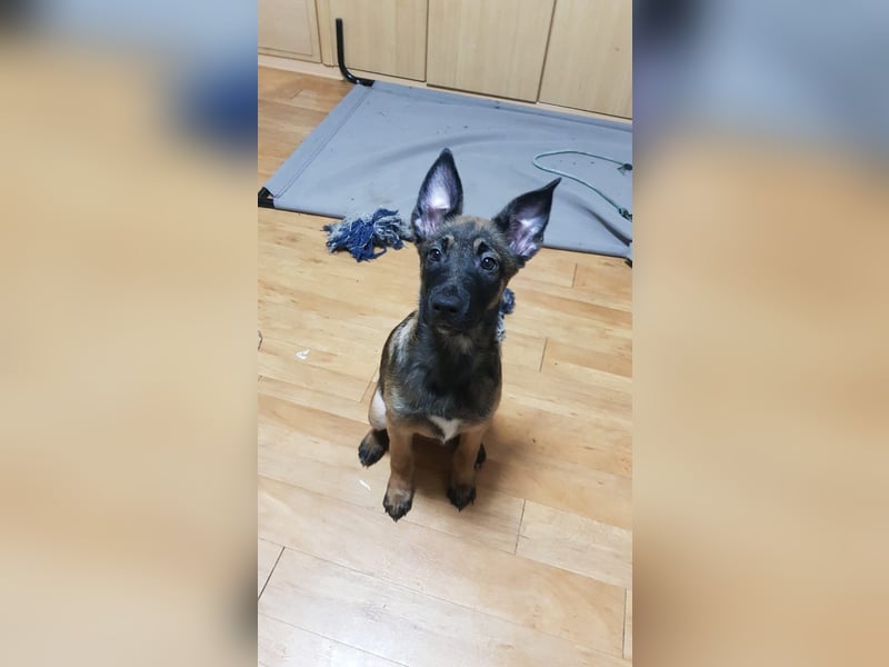 Malinois