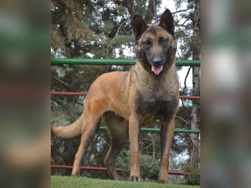 Shari - wunderschöne, aktive, freundliche Malinois-Hündin