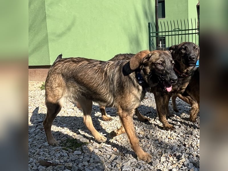 Maaji ein wundervolles Wesen