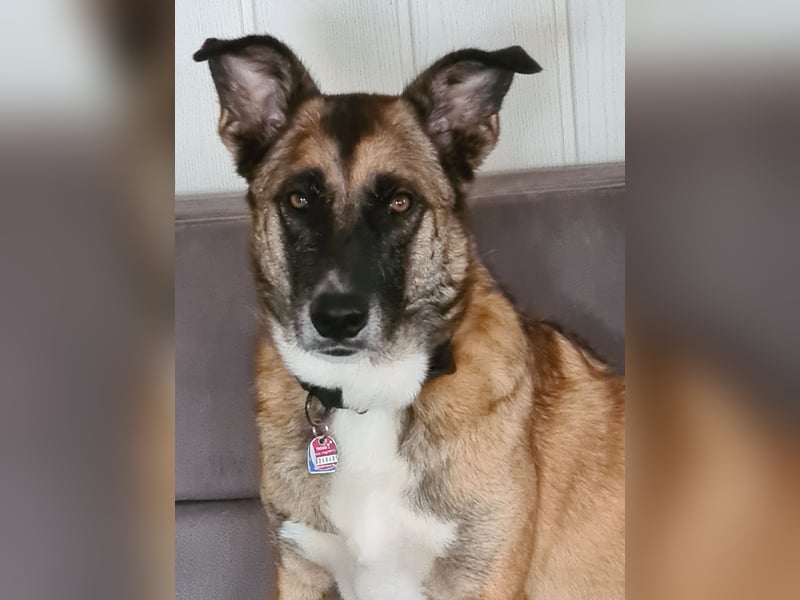Schäferhund Mischling