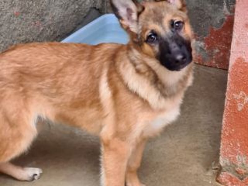 MURFY-freundlich, aufgeschlossen, mit ansteckender Fröhlichkeit - sucht  sein liebevolles Zuhause