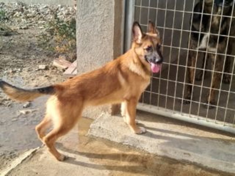 MURFY-freundlich, aufgeschlossen, mit ansteckender Fröhlichkeit - sucht  sein liebevolles Zuhause