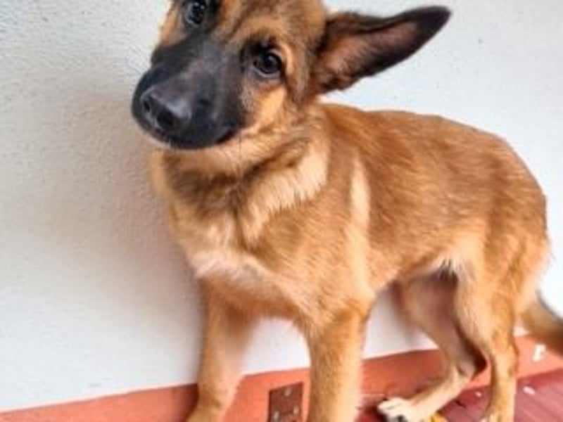 MURFY-freundlich, aufgeschlossen, mit ansteckender Fröhlichkeit - sucht  sein liebevolles Zuhause