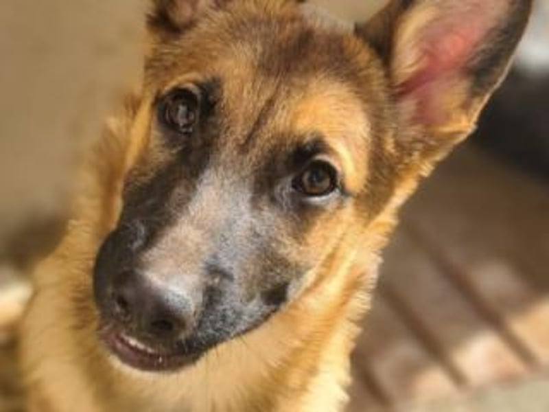 MURFY-freundlich, aufgeschlossen, mit ansteckender Fröhlichkeit - sucht  sein liebevolles Zuhause