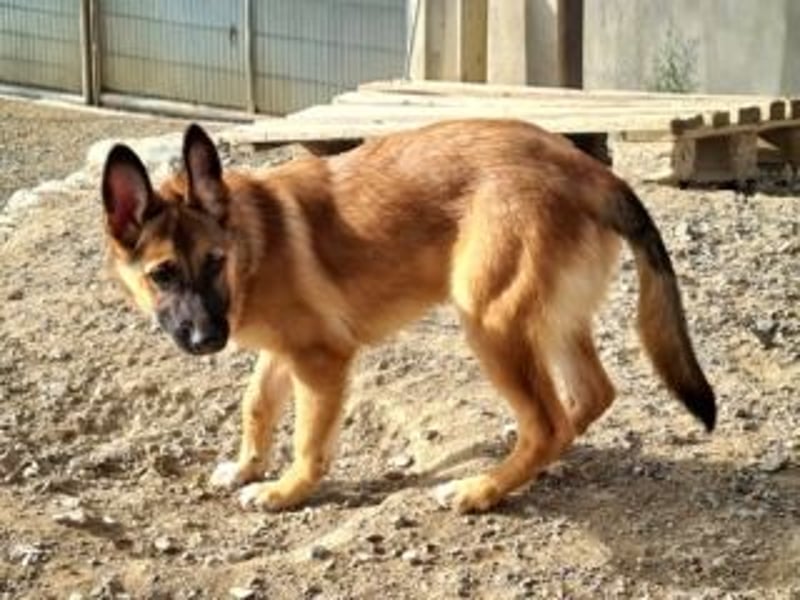 MURFY-freundlich, aufgeschlossen, mit ansteckender Fröhlichkeit - sucht  sein liebevolles Zuhause