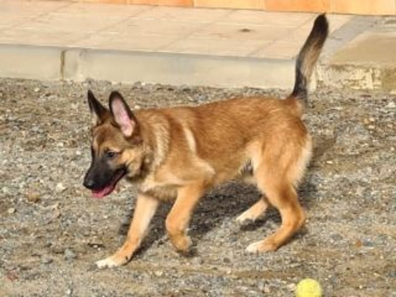 MURFY-freundlich, aufgeschlossen, mit ansteckender Fröhlichkeit - sucht  sein liebevolles Zuhause