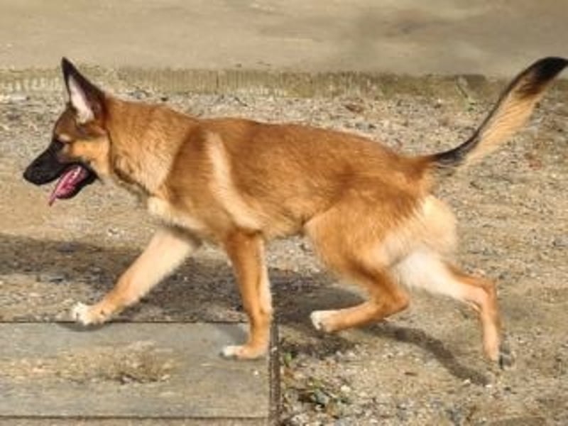 MURFY-freundlich, aufgeschlossen, mit ansteckender Fröhlichkeit - sucht  sein liebevolles Zuhause