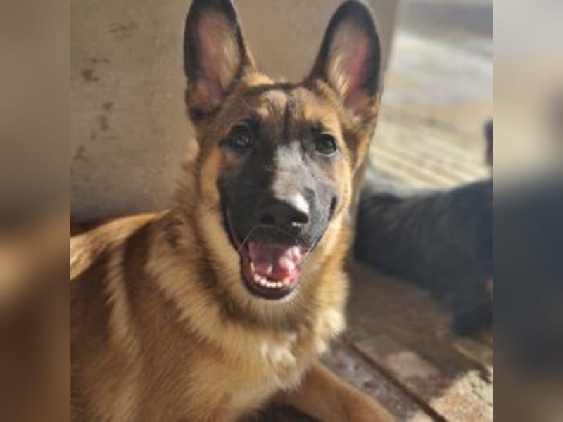 MURFY-freundlich, aufgeschlossen, mit ansteckender Fröhlichkeit - sucht  sein liebevolles Zuhause