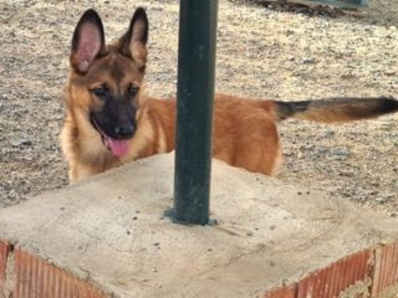 MURFY-freundlich, aufgeschlossen, mit ansteckender Fröhlichkeit - sucht  sein liebevolles Zuhause