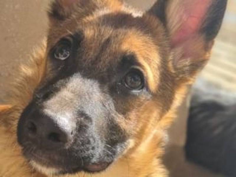 MURFY-freundlich, aufgeschlossen, mit ansteckender Fröhlichkeit - sucht  sein liebevolles Zuhause