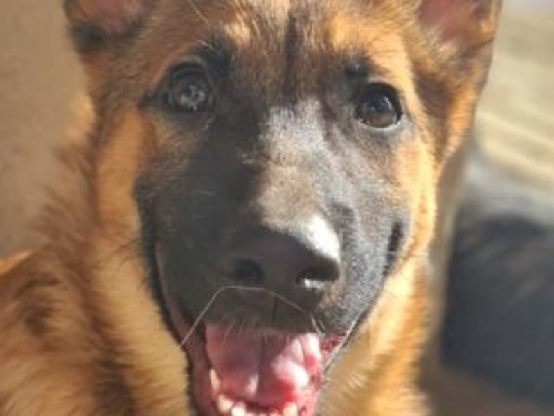 MURFY-freundlich, aufgeschlossen, mit ansteckender Fröhlichkeit - sucht  sein liebevolles Zuhause