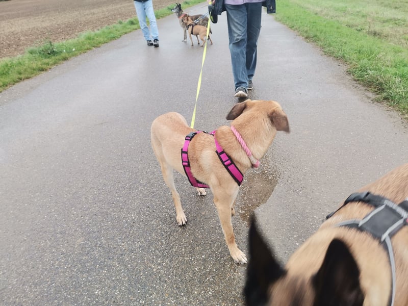 Freundliche, zierliche Cleo sucht Familie