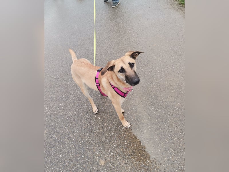 Freundliche, zierliche Cleo sucht Familie