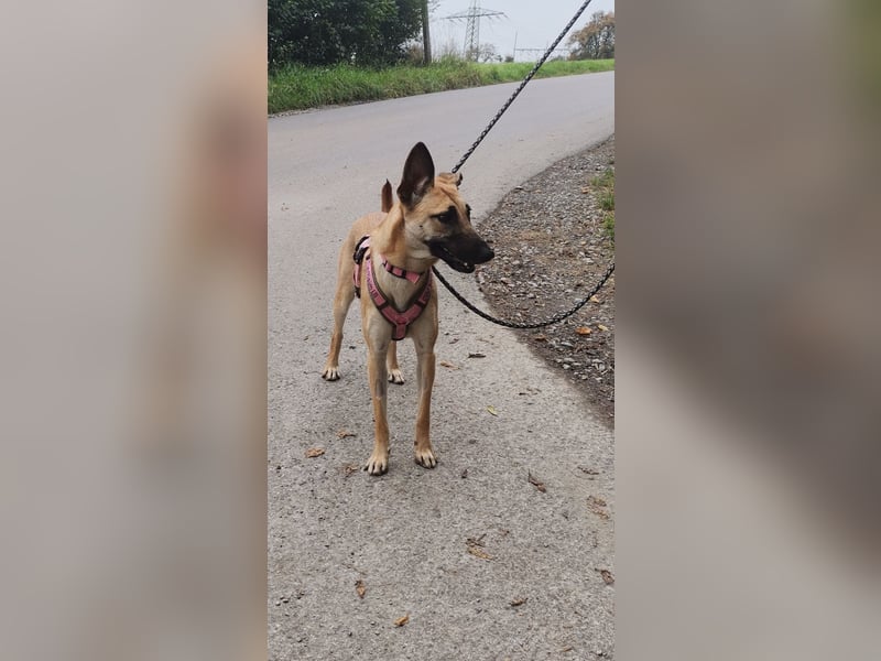 Freundliche, zierliche Cleo sucht Familie