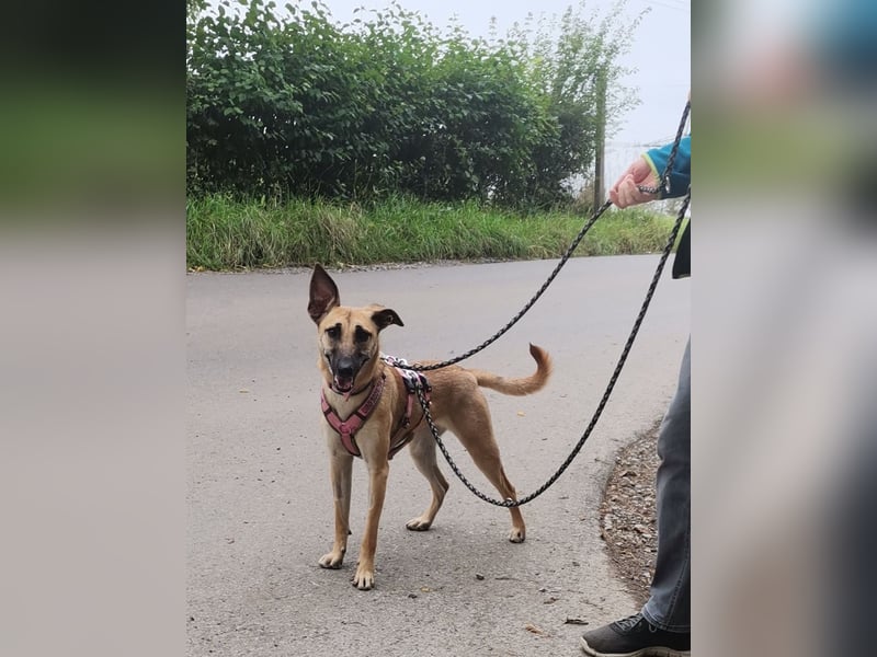 Freundliche, zierliche Cleo sucht Familie