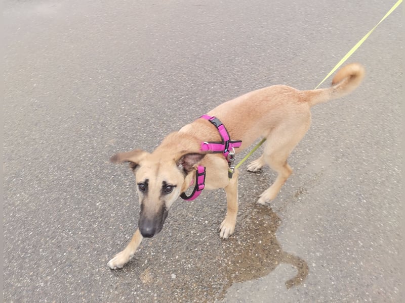 Freundliche, zierliche Cleo sucht Familie