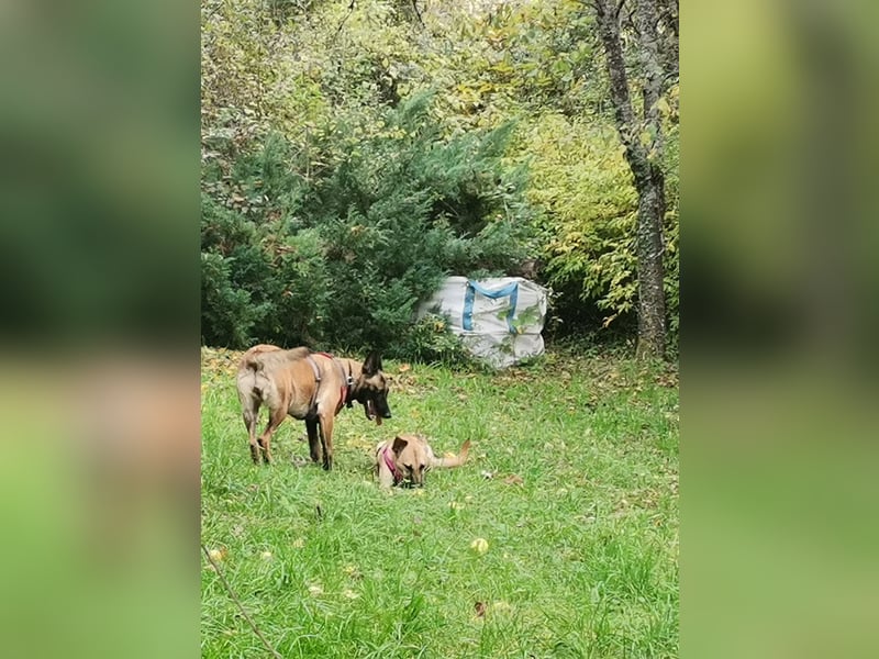 Freundliche, zierliche Cleo sucht Familie