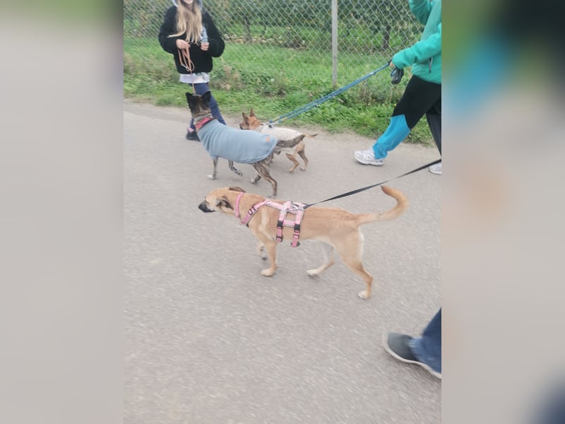 Freundliche, zierliche Cleo sucht Familie