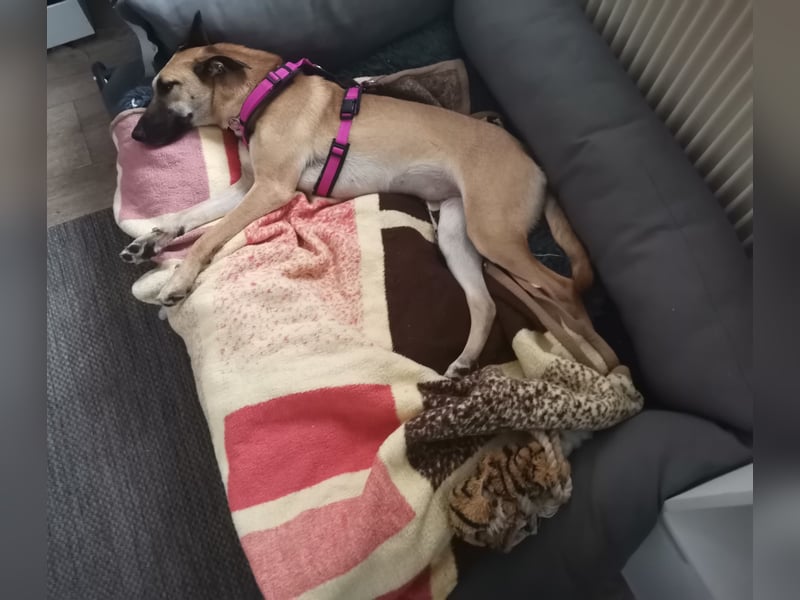 Freundliche, zierliche Cleo sucht Familie