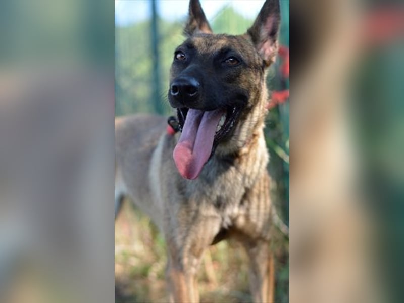 Zierliche, verspielte Belgische Schäferhündin Susi sucht aktive Familie