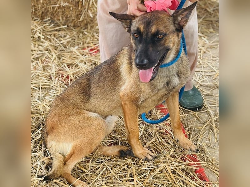 Zierliche, verspielte Belgische Schäferhündin Susi sucht aktive Familie