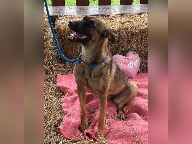 Zierliche, verspielte Belgische Schäferhündin Susi sucht aktive Familie