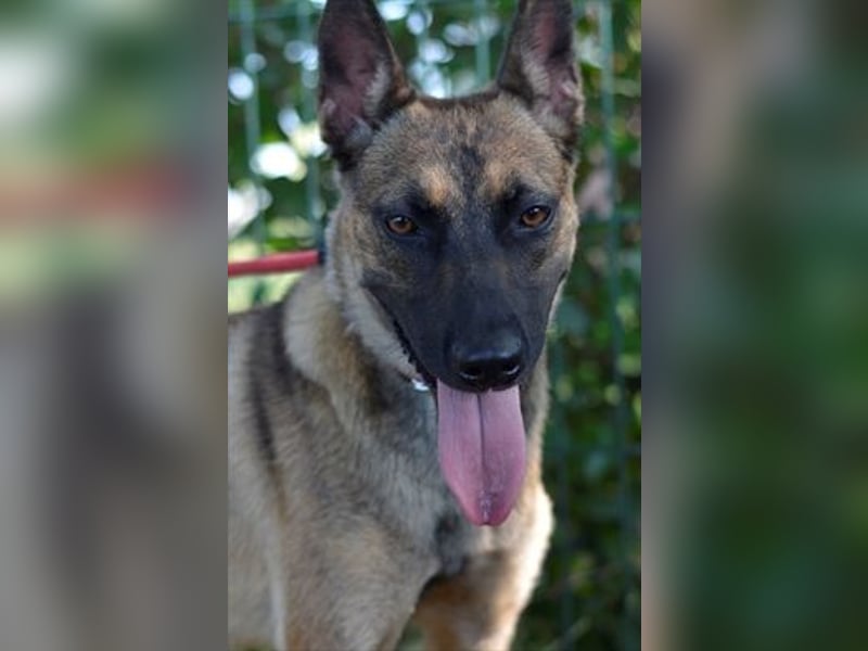 Zierliche, verspielte Belgische Schäferhündin Susi sucht aktive Familie