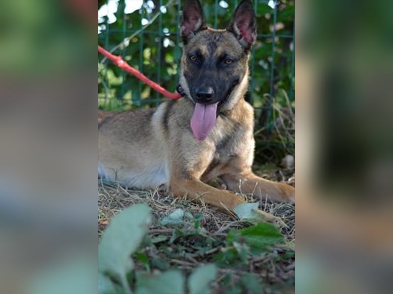 Zierliche, verspielte Belgische Schäferhündin Susi sucht aktive Familie