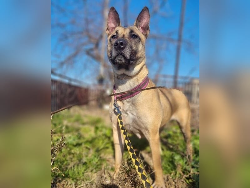 Rea ❤ sucht ihr Für-Immer-Familie