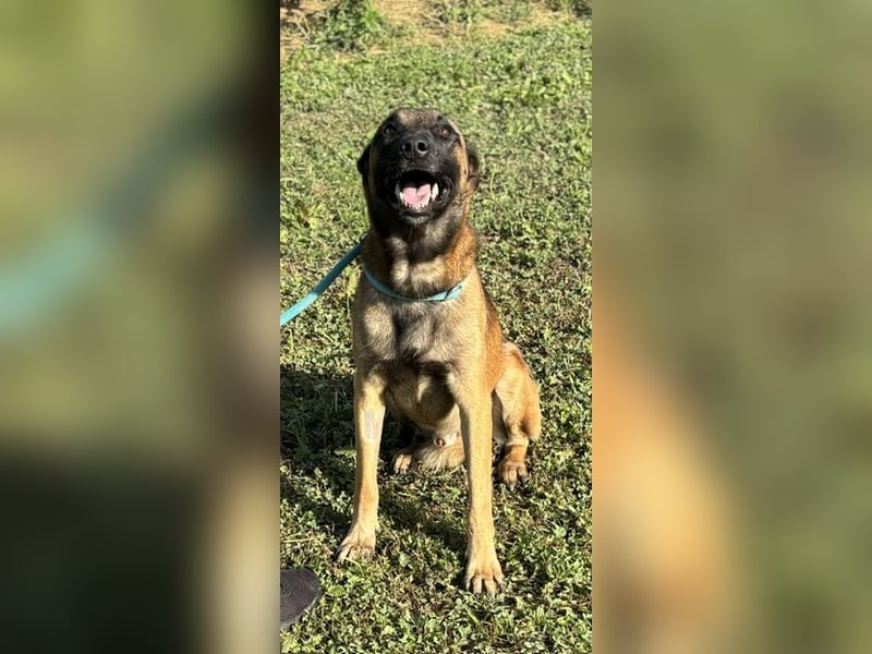 Netter Malinoisrüde Milosh sucht liebes Zuhause