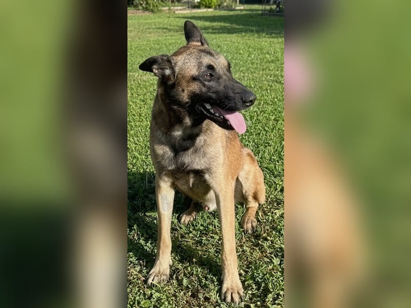 Netter Malinoisrüde Milosh sucht liebes Zuhause