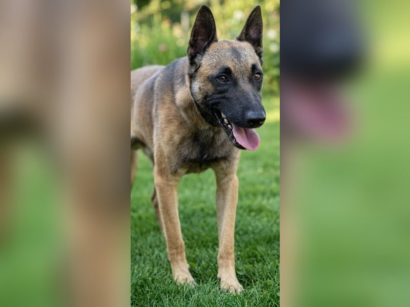 Netter Malinoisrüde Milosh sucht liebes Zuhause
