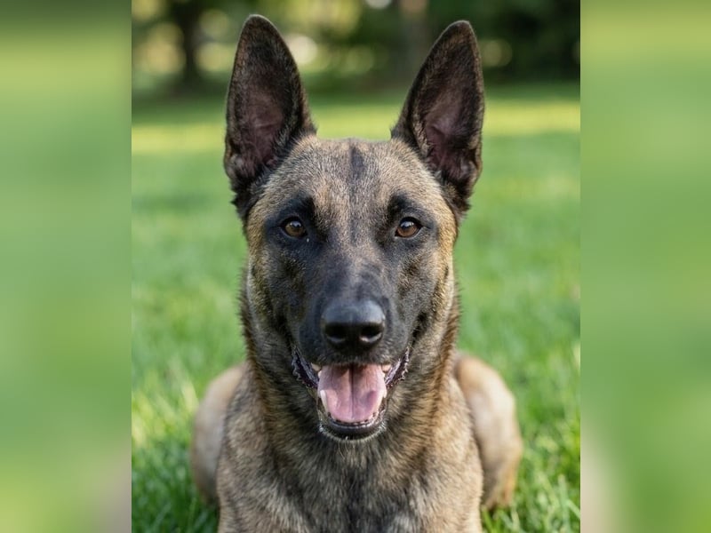 Netter Malinoisrüde Milosh sucht liebes Zuhause