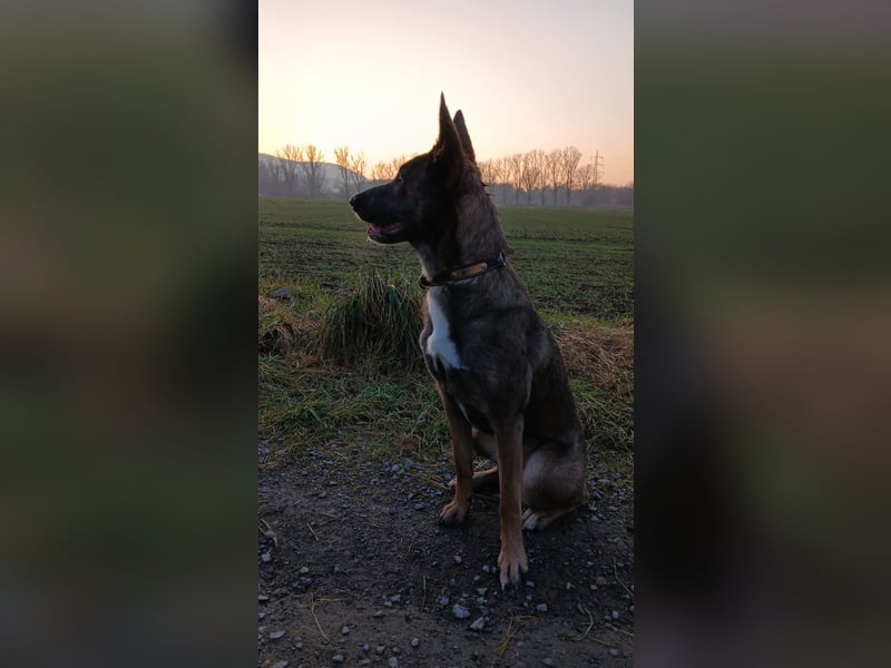 Malinois-Mischling Hündin in grau beige 27.01.24