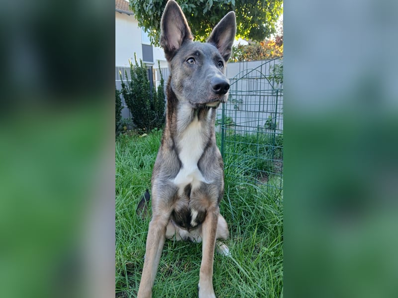 Malinois-Mischling Hündin in grau beige 27.01.24