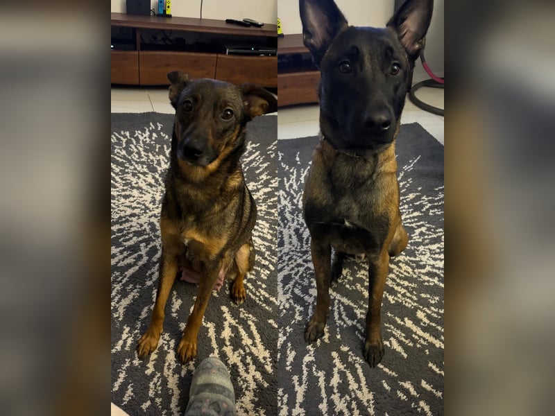 Malinois-Mischling Hündin in grau beige 27.01.24
