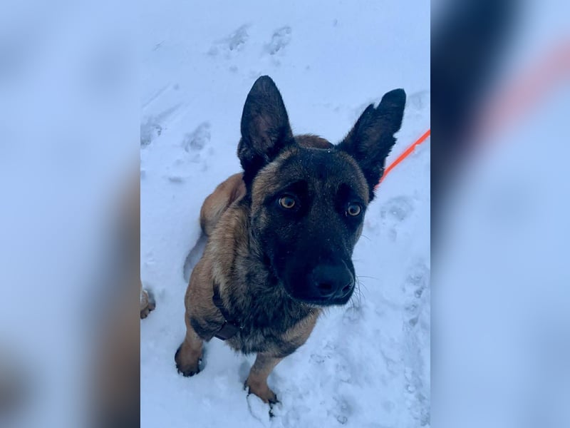 Hübsche Belgische Schäferhündin Arya sucht ihre Menschen