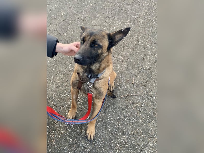 Hübsche Belgische Schäferhündin Arya sucht ihre Menschen