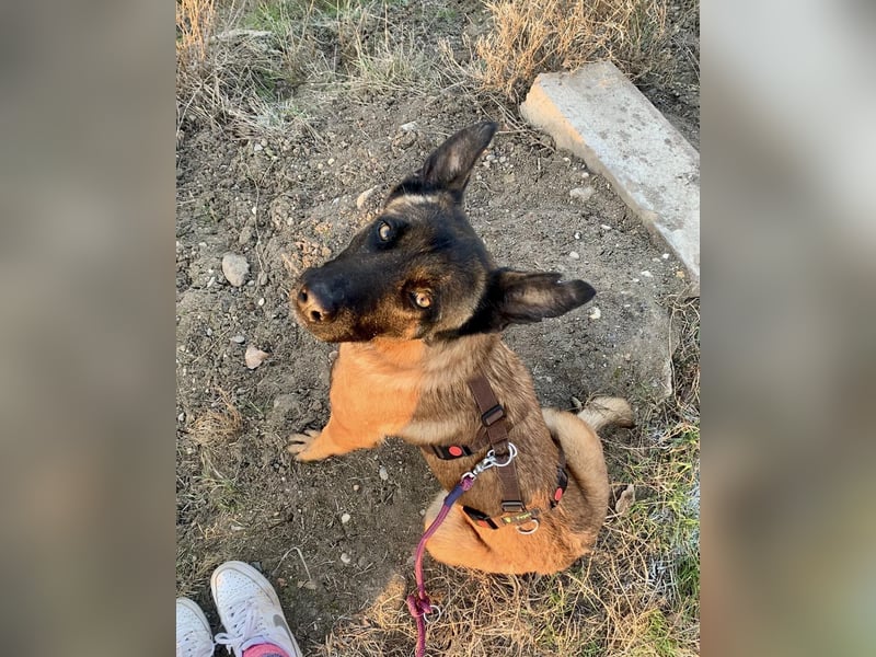 Hübsche Belgische Schäferhündin Arya sucht ihre Menschen