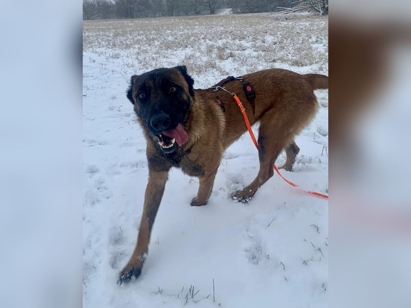 Hübsche Belgische Schäferhündin Arya sucht ihre Menschen